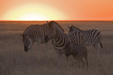 Afrika, Zebras (Equus quagga burchelli) bei Sonnenuntergang - FOF01109