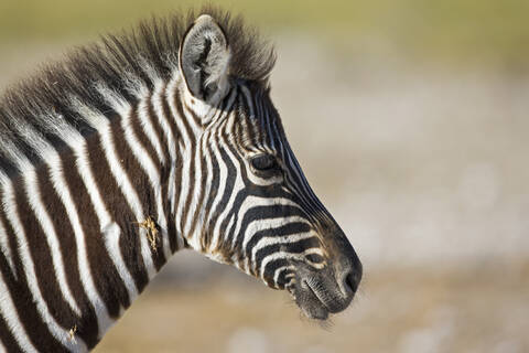 Afrika, Zebra (Equus quagga burchelli), Porträt, lizenzfreies Stockfoto