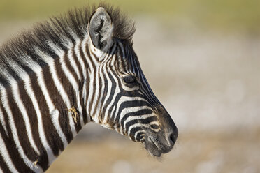 Afrika, Zebra (Equus quagga burchelli), Porträt - FOF01108