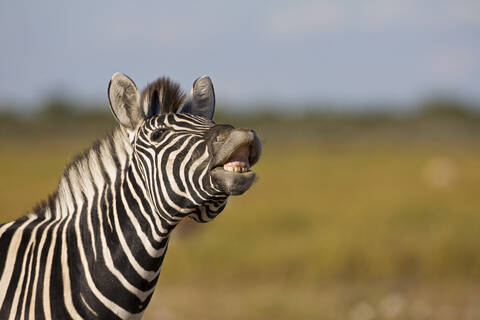 Afrika, Zebra (Equus quagga burchelli) wiehernd, Porträt, lizenzfreies Stockfoto