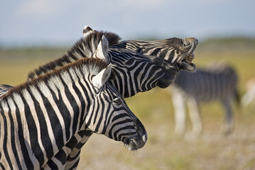 Afrika, Zebra (Equus quagga burchelli) wiehernd, Porträt - FOF01106