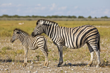 Afrika, Burchell's Zebra (Equus quagga burchelli) - Mutter und Fohlen - FOF01105