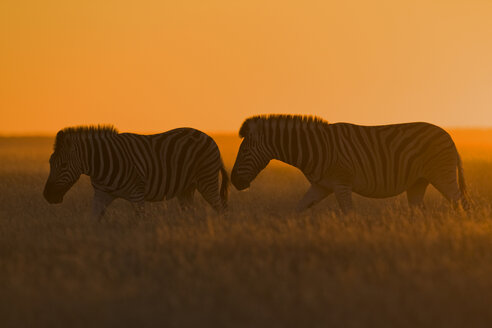 Africa, Burchell's Zebra (Equus quagga burchelli) at sunset - FOF01104