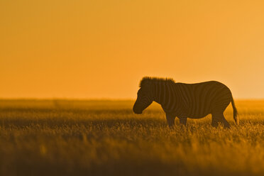 Afrika, Zebra (Equus quagga Burchelli) bei Sonnenuntergang - FOF01103