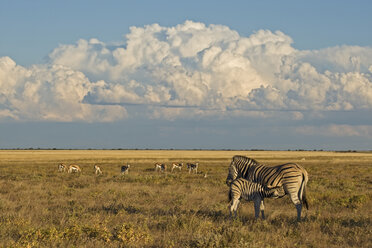 Afrika, Junges Burchell's Zebra (Equus quagga burchelli) säugt - FOF01102