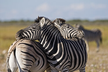 Two zebras, Equus quagga, raise up on their hind legs and fight Stock Photo  by Mint_Images