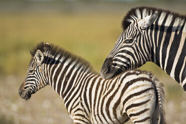Afrika, Zebra (Eqqus quagga burchelli) mit Jungtier - FOF01100