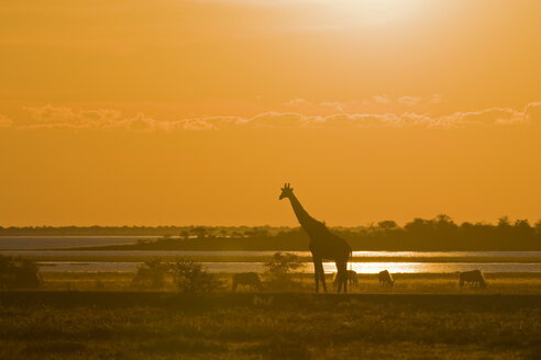 Afrika, Namibia, Etosha-Nationalpark, Massai-Giraffe (Giraffa Camelopardalis Tippelskirchi), Sonnenuntergang - FOF01099