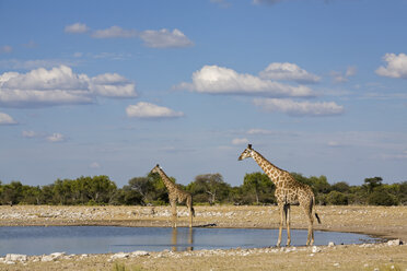 Afrika, Namibia, Etosha-Nationalpark, Zwei Massai-Giraffen (Giraffa camelopardalis tippelskirchi) am Wasserloch - FOF01098