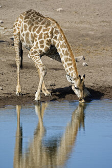Masai Giraffe (Giraffa camelopardalis tippelskirchi) drinking at waterhole - FOF01097