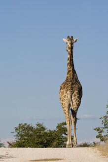 Africa, Namibia, Etosha National Park, Masai giraffe (Giraffa camelopardalis tippelskirchi) takes a walk, rear view - FOF01096