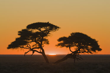 Afrika, Namibia, Etosha-Nationalpark, Sonnenuntergang - FOF01090