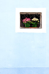 Itally, Venedig, Burano, auf der Fensterbank, Nahaufnahme - AWDF00049