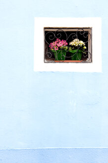 Itally, Venedig, Burano, auf der Fensterbank, Nahaufnahme - AWDF00049