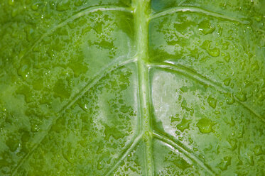 Blatt mit Wassertropfen, Vollbild, Nahaufnahme - AWDF00019