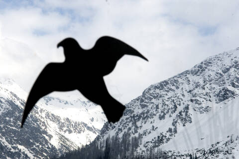 Schweiz, Graubünden, Arosa, Vogelattrappe, Nahaufnahme, lizenzfreies Stockfoto