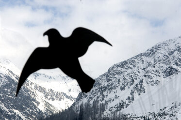 Schweiz, Graubünden, Arosa, Vogelattrappe, Nahaufnahme - AWDF00013