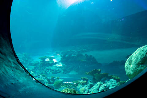 Aquarium stock photo