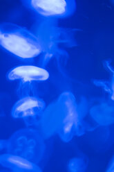 Jellyfish in aquarium - AWDF00009