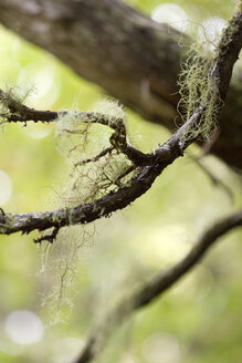 Portugal, Madeira, Levada, Branch, close-up - GAF00084