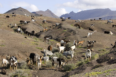 Spanien, Kanarische Inseln, Ziegenherde in hügeliger Landschaft - DSF00176