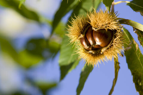 Italy, Tuscany, Elba, Sweet chestnut (castanea sativa), fruit, close up stock photo