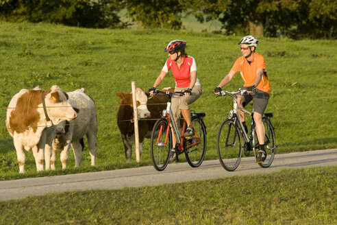 Germany, Bavaria, Oberland, Couple mountain biking, cattle in background - DSF00084