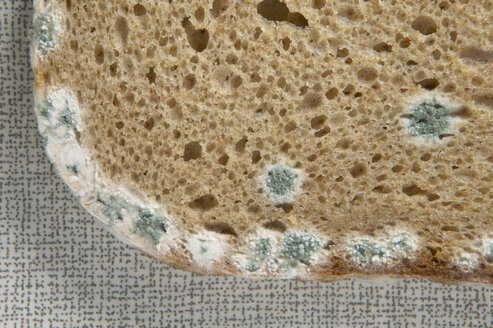 Moulded bread, close-up - THF00835