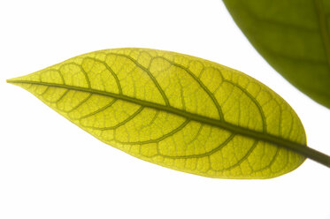 Avocado leaf, close-up - THF00822