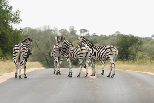 Afrika, Kapstadt, Zebras auf der Straße - ABF00475