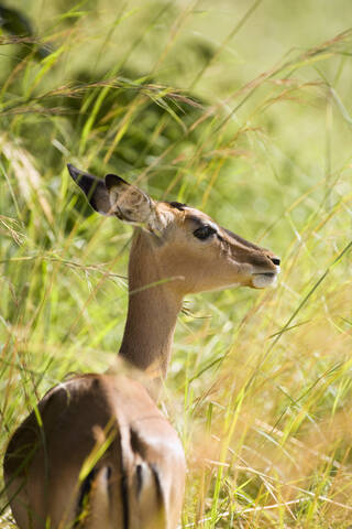 Afrika, Kapstadt, Impala-Antilope im langen Gras, lizenzfreies Stockfoto