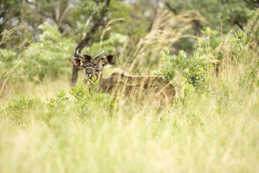 Afrika, Kapstadt, Kudu (Tragelaphus strepsiceros) - ABF00468