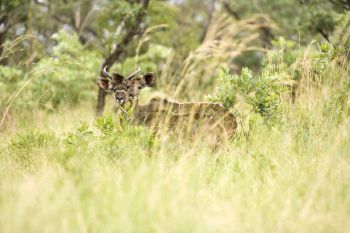 Afrika, Kapstadt, Kudu (Tragelaphus strepsiceros) - ABF00468