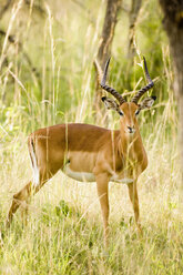 Afrika, Kapstadt, Impala-Antilope im langen Gras - ABF00466