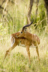 Afrika, Kapstadt, Impala-Antilope im langen Gras - ABF00465