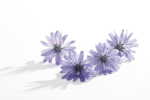 Chicory flower - 09101CS-U