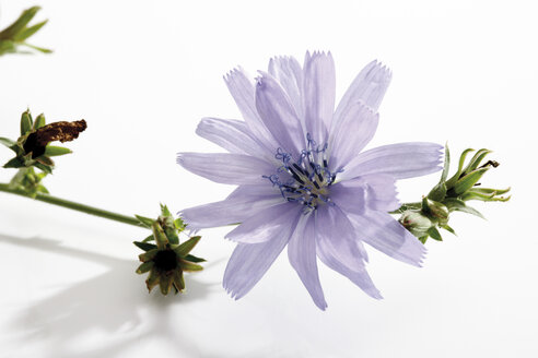 Chicory flower - 09100CS-U