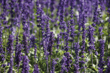 Lavendel (Lavandula angustifolia), Nahaufnahme - 09309CS-U