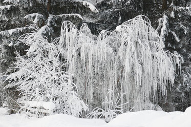 Österreich, Salzburger Land, Winterlandschaft - HHF02663