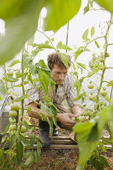 Mann im Gewächshaus bei der Kontrolle von Tomatenpflanzen - BMF00493