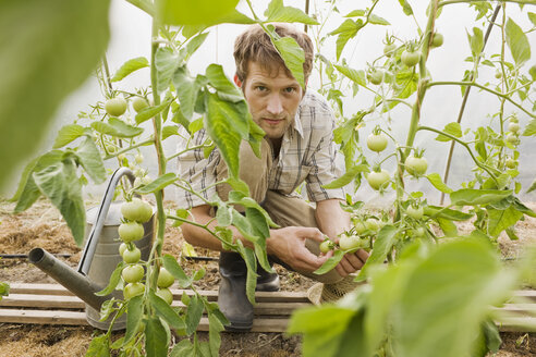 Mann im Gewächshaus bei der Kontrolle von Tomatenpflanzen - BMF00492