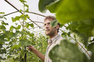 Man in greenhouse - BMF00480