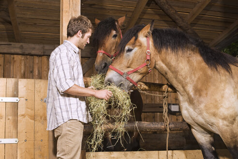 Landwirt füttert Heu an Pferde im Stall - BMF00472