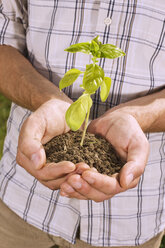 Man holding seedling, close-up - BMF00467