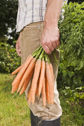 Mann hält ein Bündel Karotten, tiefer Ausschnitt, Nahaufnahme - BMF00455