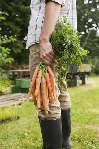 Mann hält ein Bündel Karotten, tiefer Ausschnitt, Nahaufnahme, lizenzfreies Stockfoto