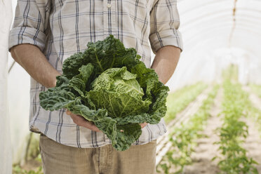 Person holding savoy cabbage, mid section - BMF00426