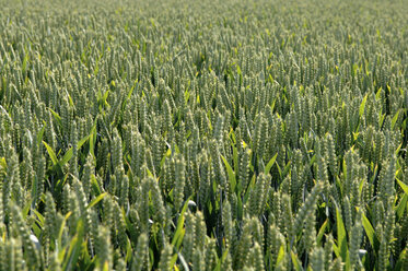 Field of wheat (triticum), close up - CRF01509