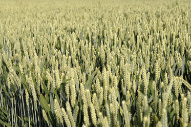 Weizenfeld (Triticum), Nahaufnahme - CRF01507