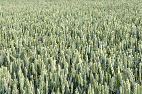 Weizenfeld (Triticum), Nahaufnahme - CRF01506